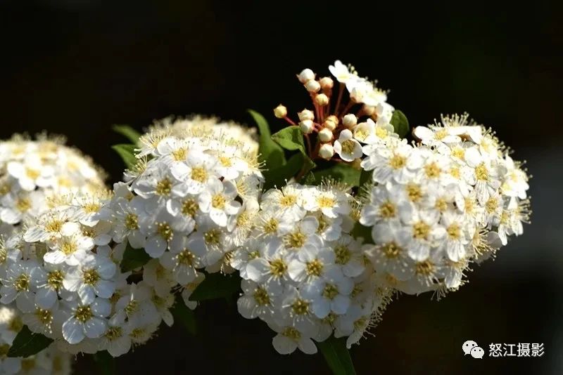 怒江游玩新去處，大密扣花開漫山野