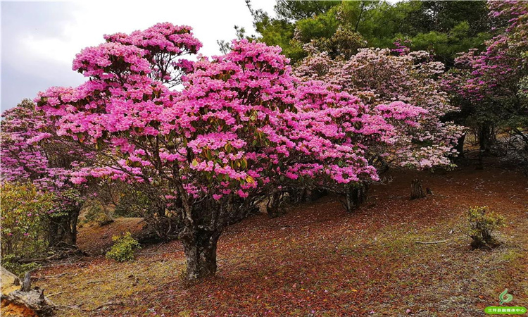 青巖山杜鵑花開漫山野 大美蘭坪等你來(lái)！