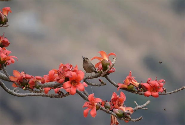 怒江旅行：怒江有風(fēng)